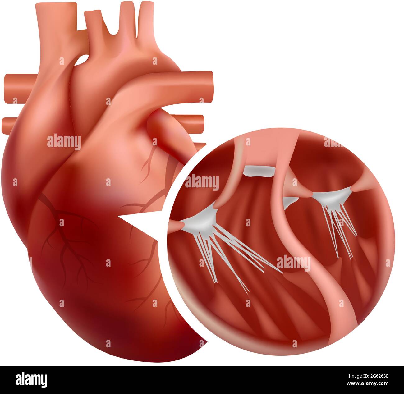 Anatomie du cœur réaliste avec coupe transversale rapprochée. illustration 3d du cœur humain. Illustration de Vecteur