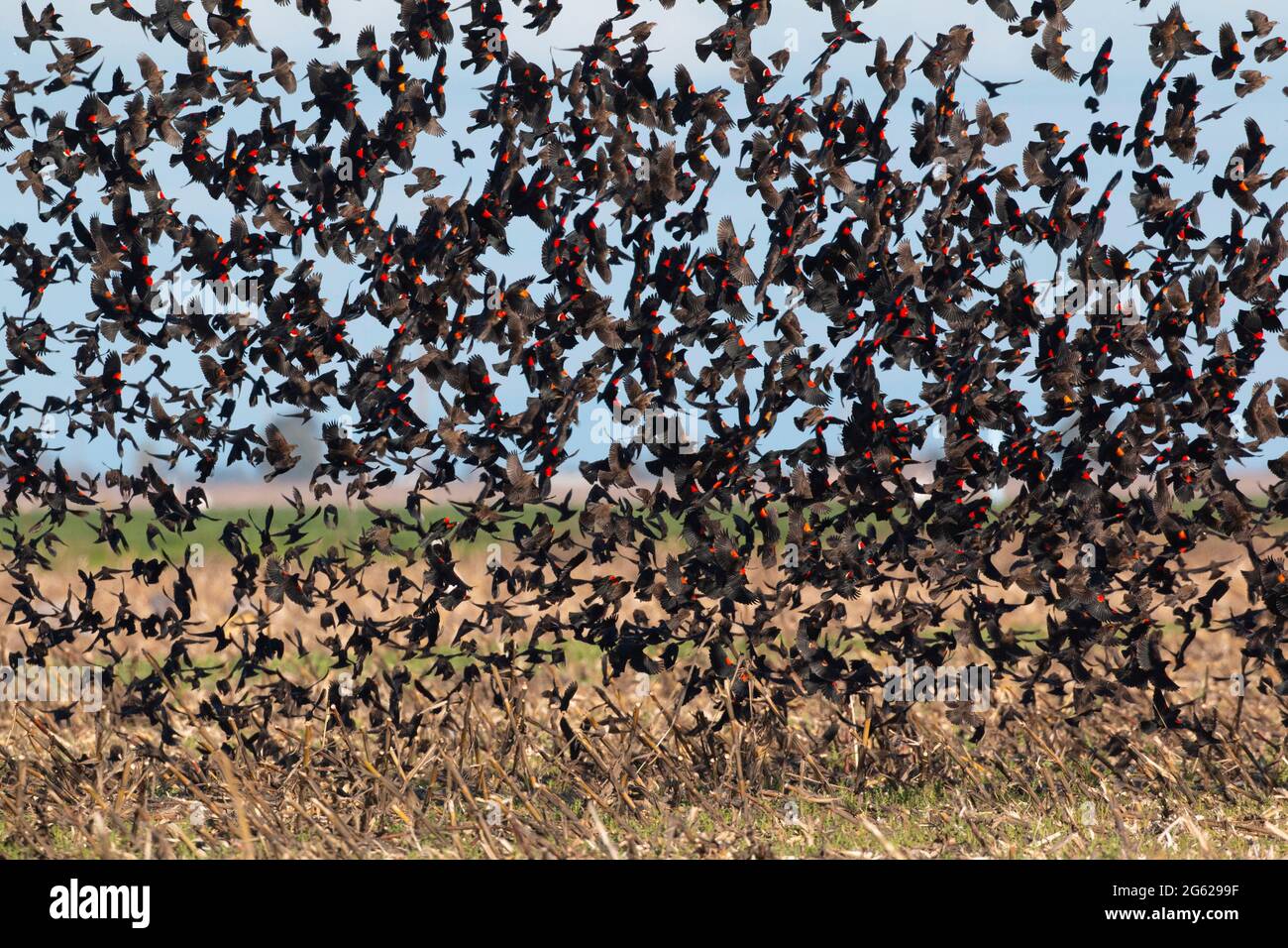 Les Blackbirds rouges et tricolores, délachent d'un champ de maïs sur la réserve naturelle nationale Merced, dans la vallée San Joaquin de Californie. Banque D'Images