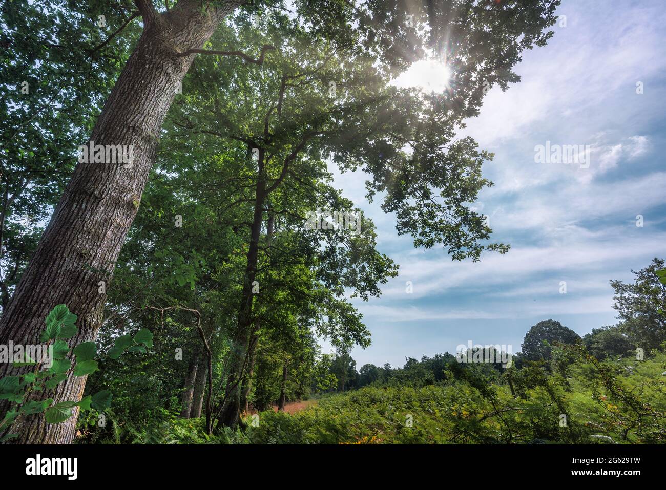 Le soleil brille derrière les arbres environnants lors d'une belle matinée d'août dans la forêt médiévale de Harewood dans le sud du pays anglais. Banque D'Images