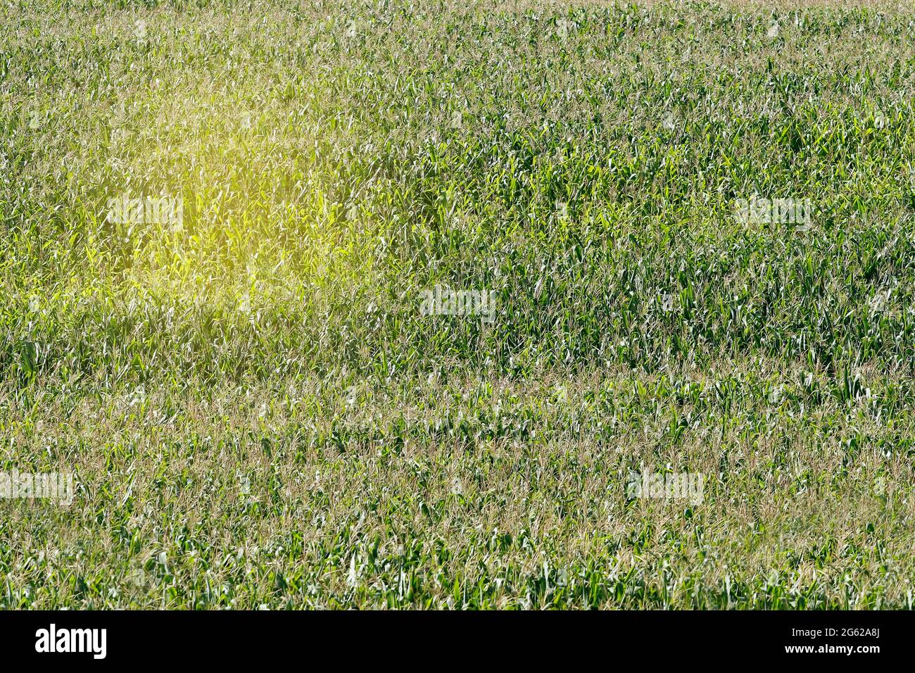 vue de jour de la récolte de maïs - concept agricole Banque D'Images