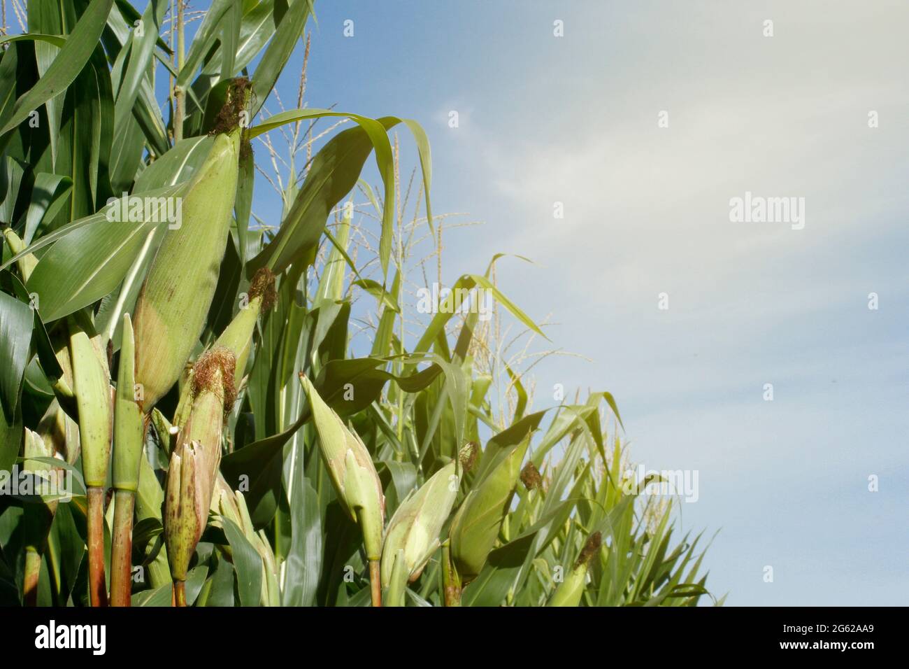 vue de jour de la récolte de maïs - concept agricole Banque D'Images