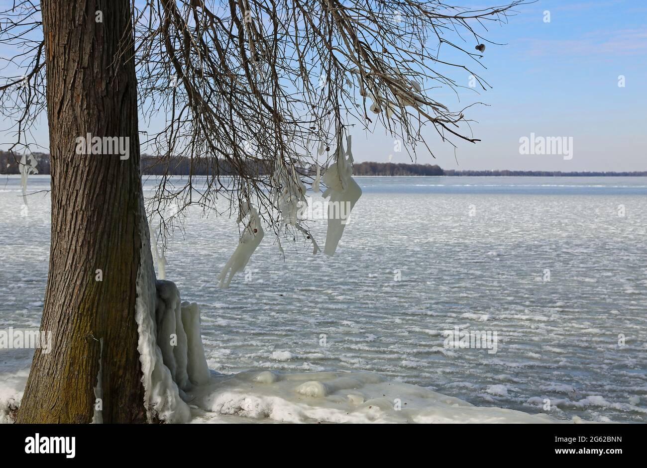 Arbre avec décoration de glace - Reelfoot Lake, Tennessee Banque D'Images