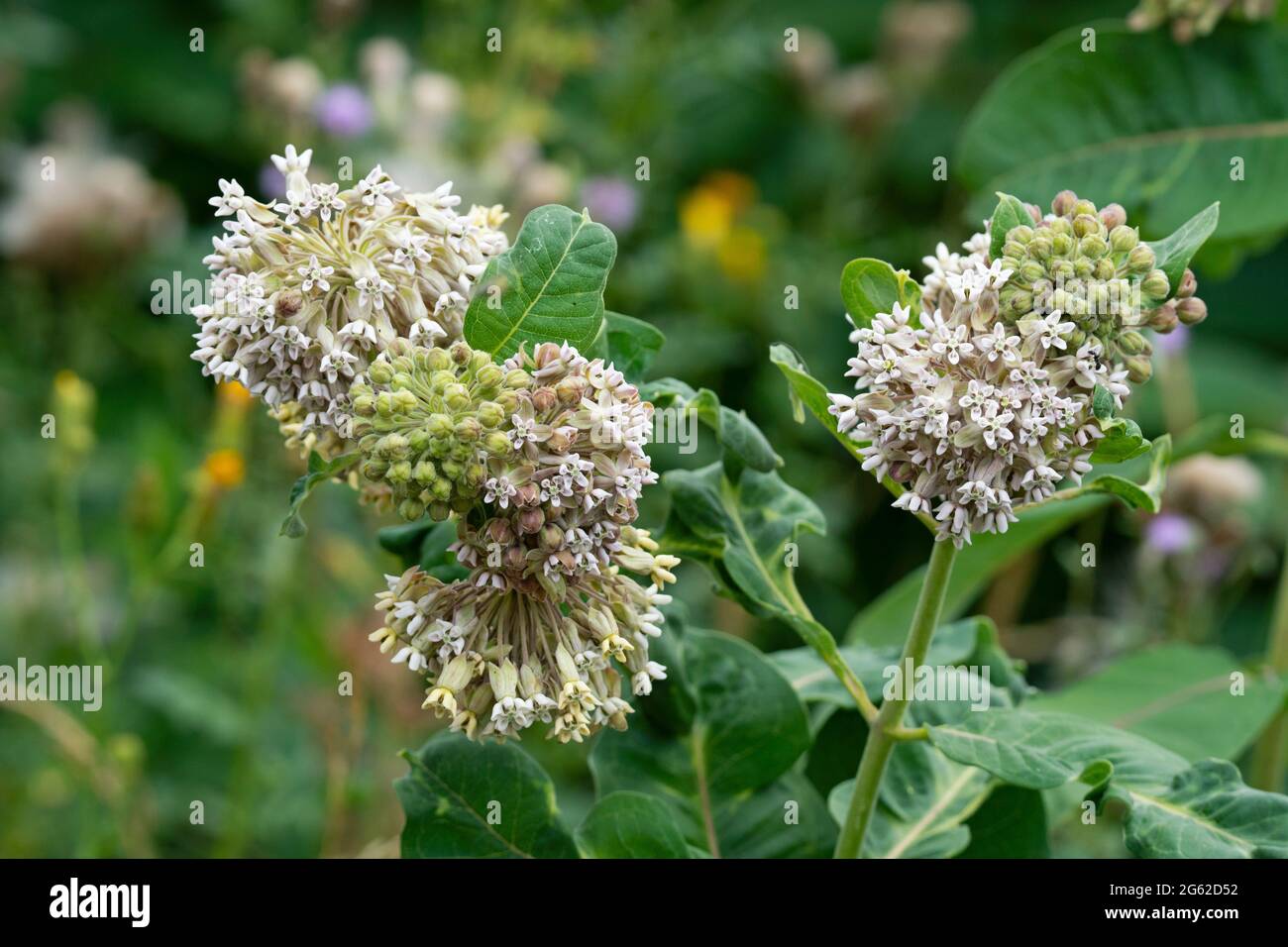 L'asclépiade commune (Asclepias syriaca) Banque D'Images