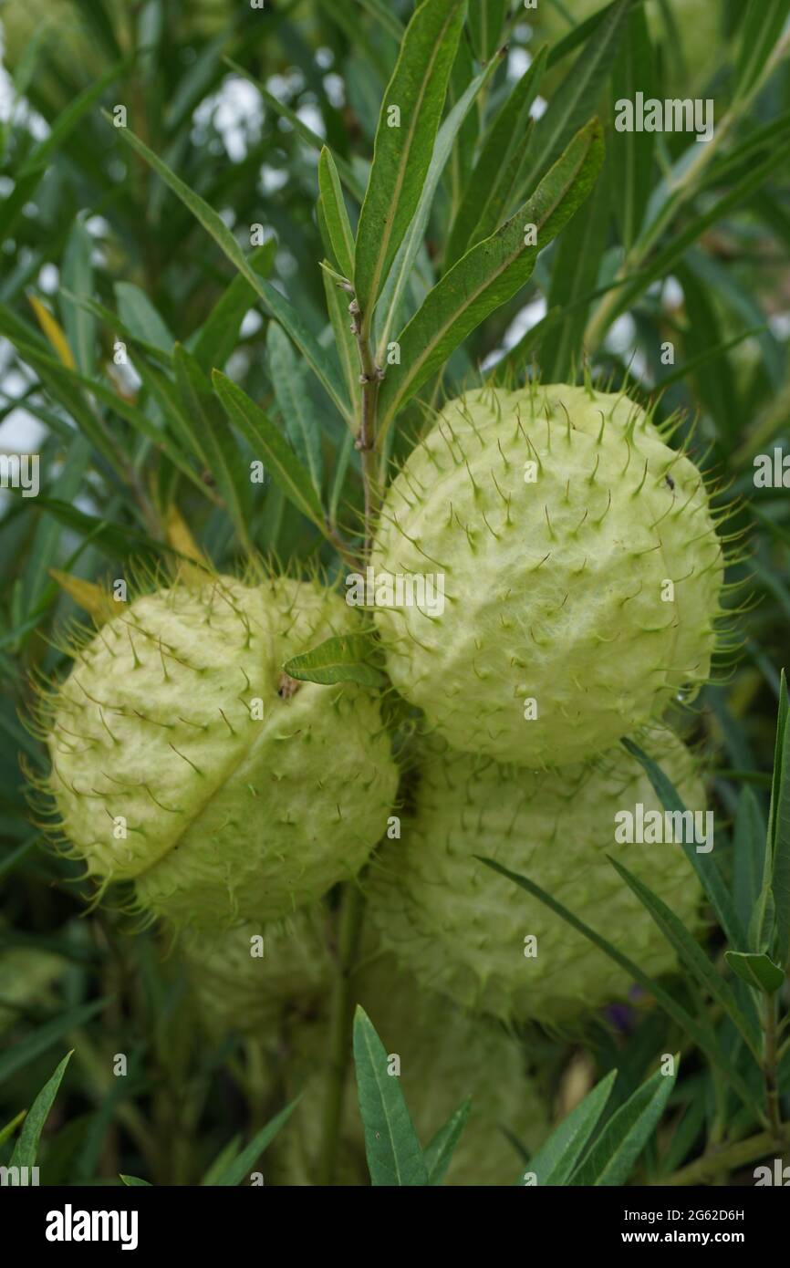 Gomphocarpus physocarpus (également appelé boules de cheveux, plante de ballon, buisson de coton de ballon, boules d'évêque, tête de cloueur, cygne, laitoued, plan ornemental Banque D'Images