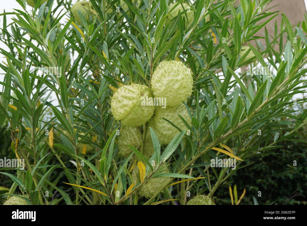 Gomphocarpus physocarpus (également appelé boules de cheveux, plante de ballon, buisson de coton de ballon, boules d'évêque, tête de cloueur, cygne, laitoued, plan ornemental Banque D'Images