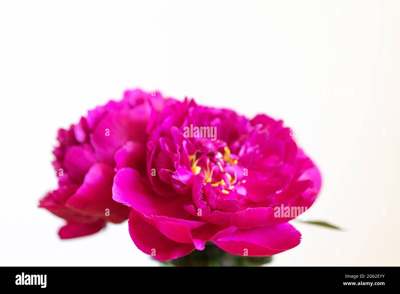 Pivoines fleurs de saison fleurissant floral et romantique concept Banque D'Images