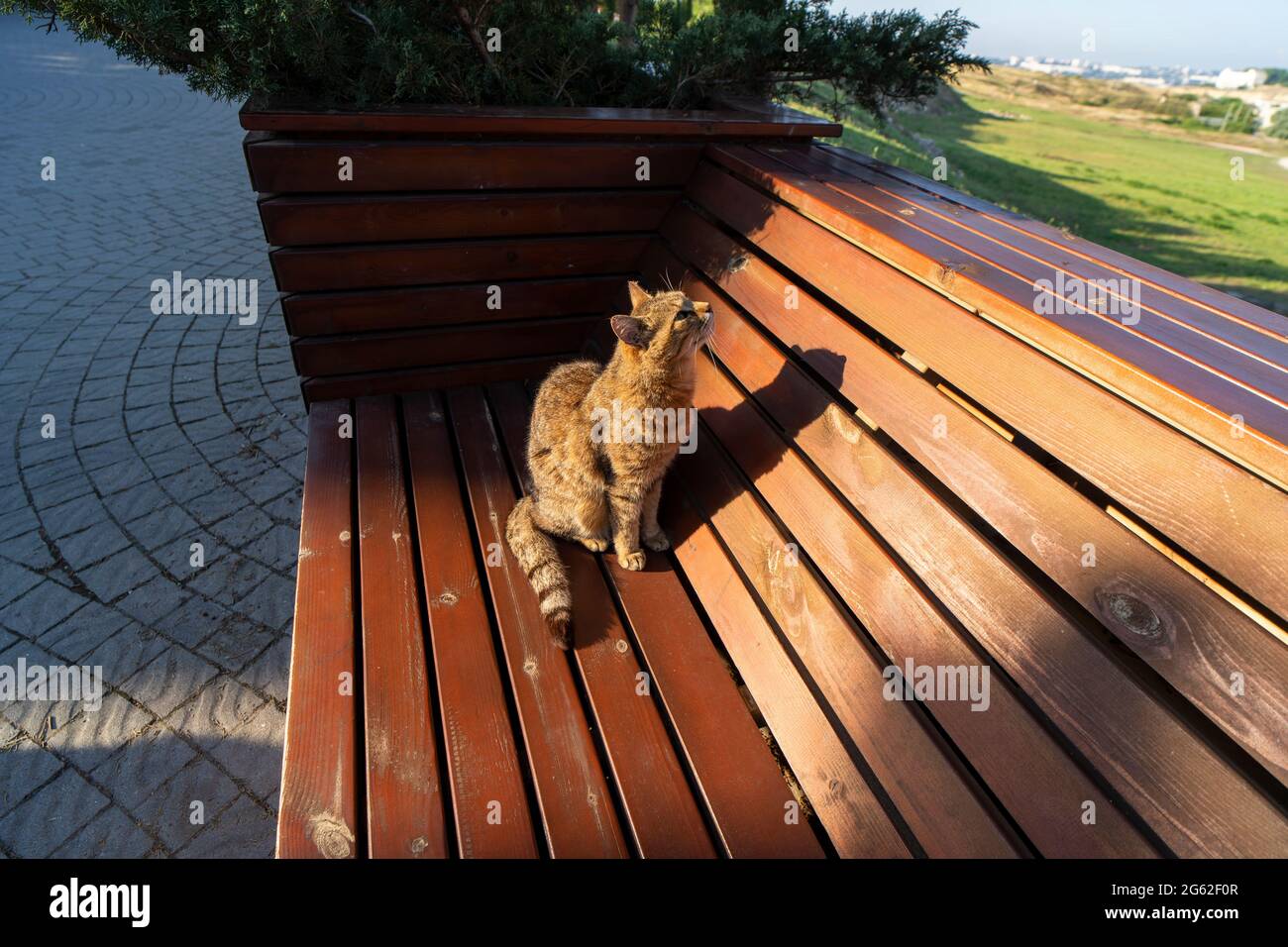 Paysage avec un chat rouge sur un banc en bois. Chersonesos, Crimée Banque D'Images