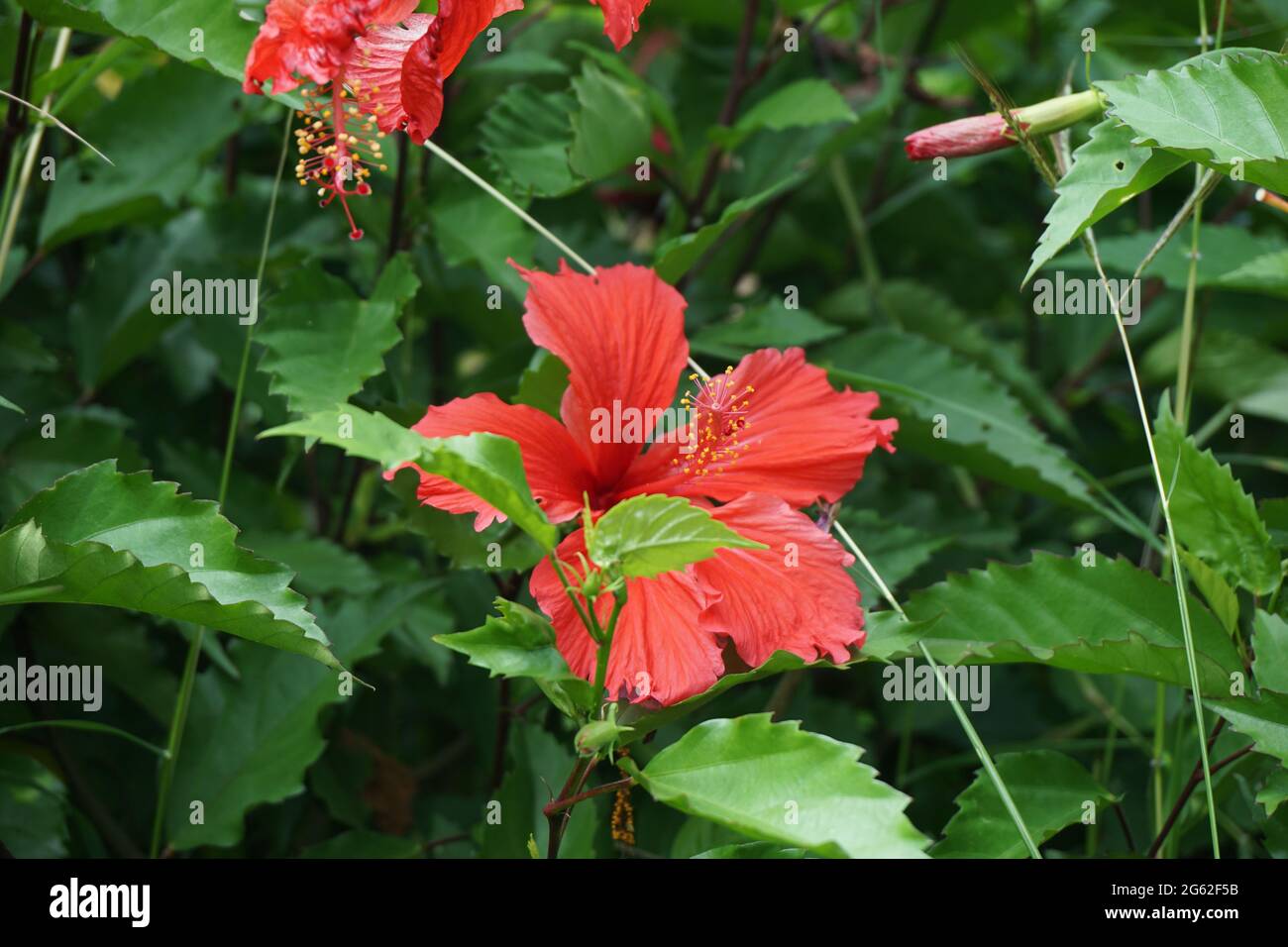 Plante noire de chaussure avec un fond naturel. Aussi appelé Hibiscus rosa Sinensis, hibiscus chinois, la rose de Chine, hibiscus hawaïen, le malow rose et le shoeb Banque D'Images