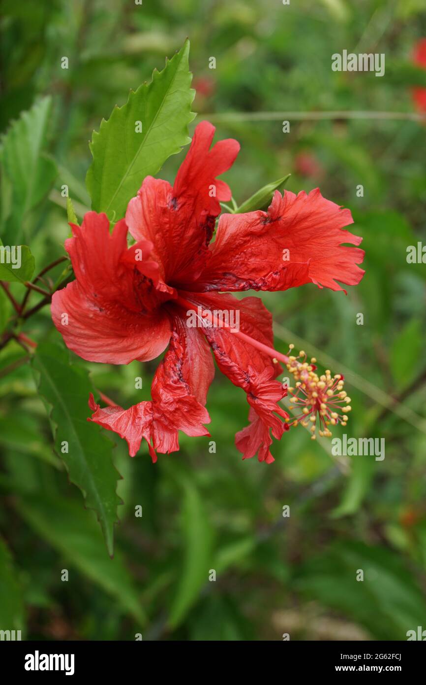 Plante noire de chaussure avec un fond naturel. Aussi appelé Hibiscus rosa Sinensis, hibiscus chinois, la rose de Chine, hibiscus hawaïen, le malow rose et le shoeb Banque D'Images