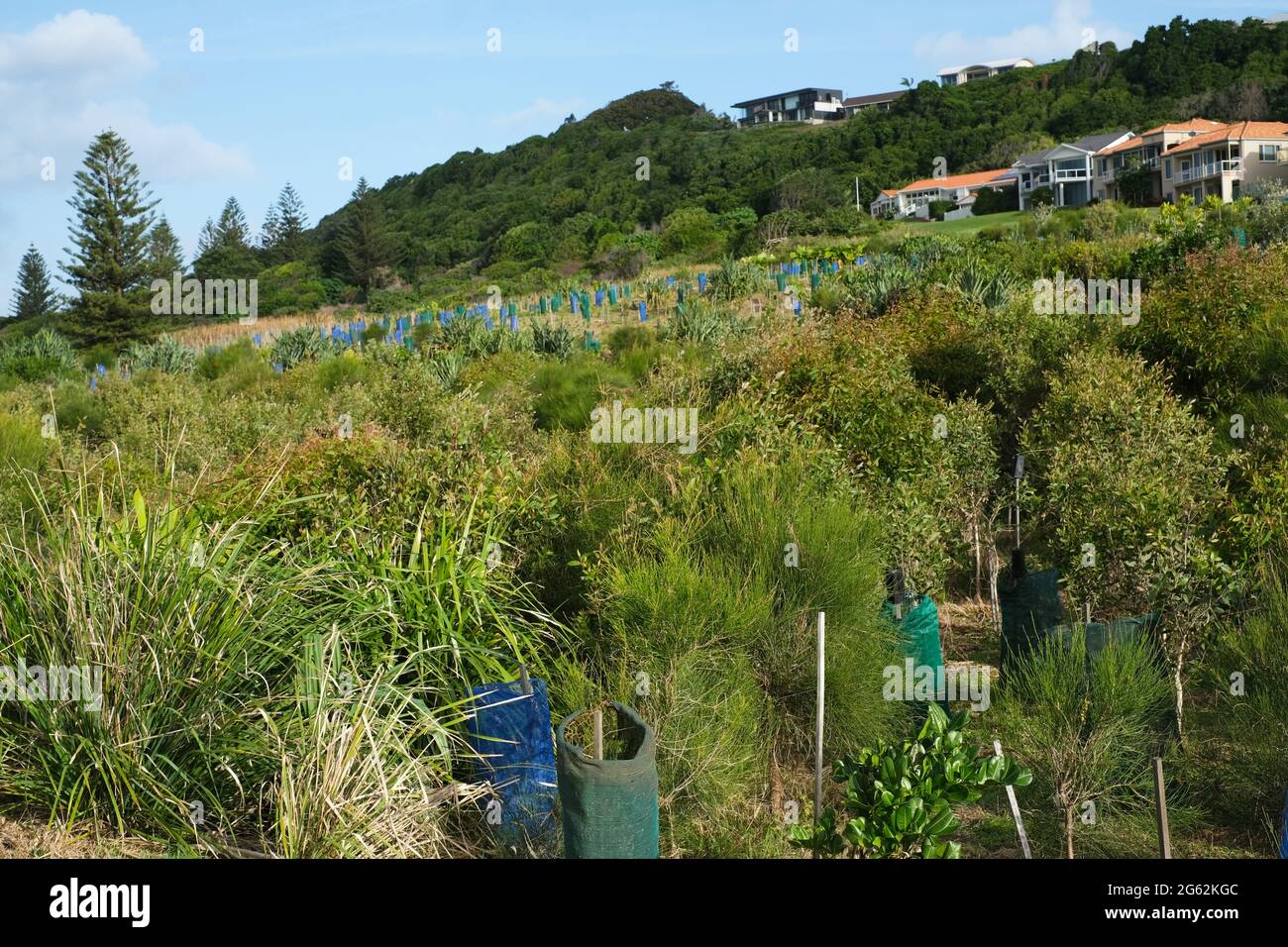 Régénération du Bush côtier à Lennox Head, Nouvelle-Galles du Sud, Australie Banque D'Images