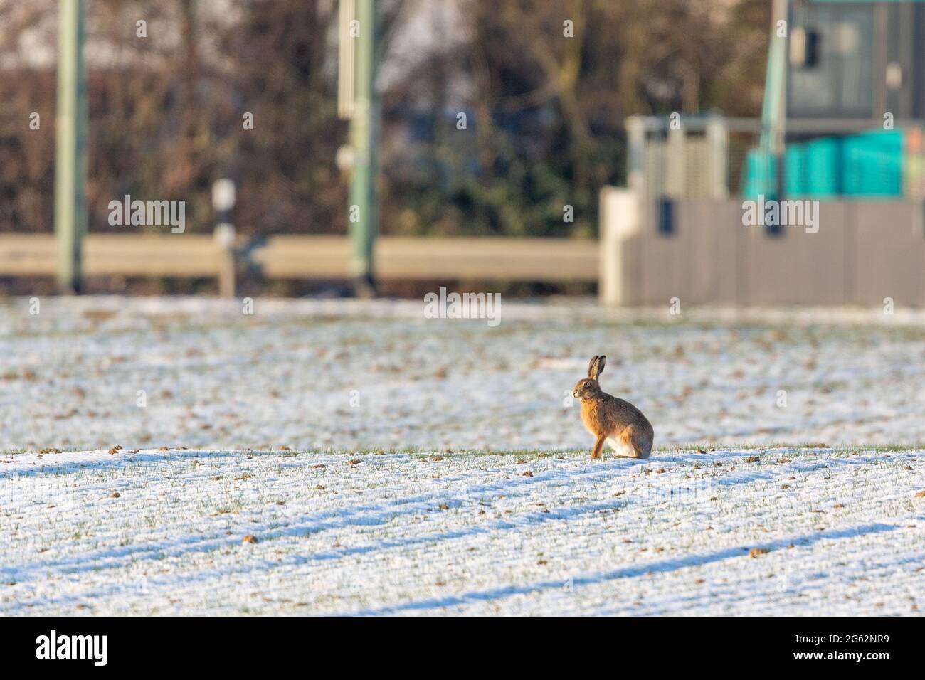 Lièvre européen (Lepus europaeus) sur un terrain en hiver près de Francfort, en Allemagne. Banque D'Images