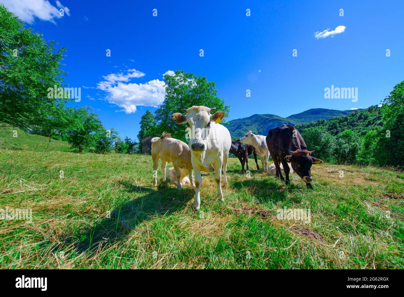 Pâturage des vaches sur les Alpes italiennes en été Banque D'Images