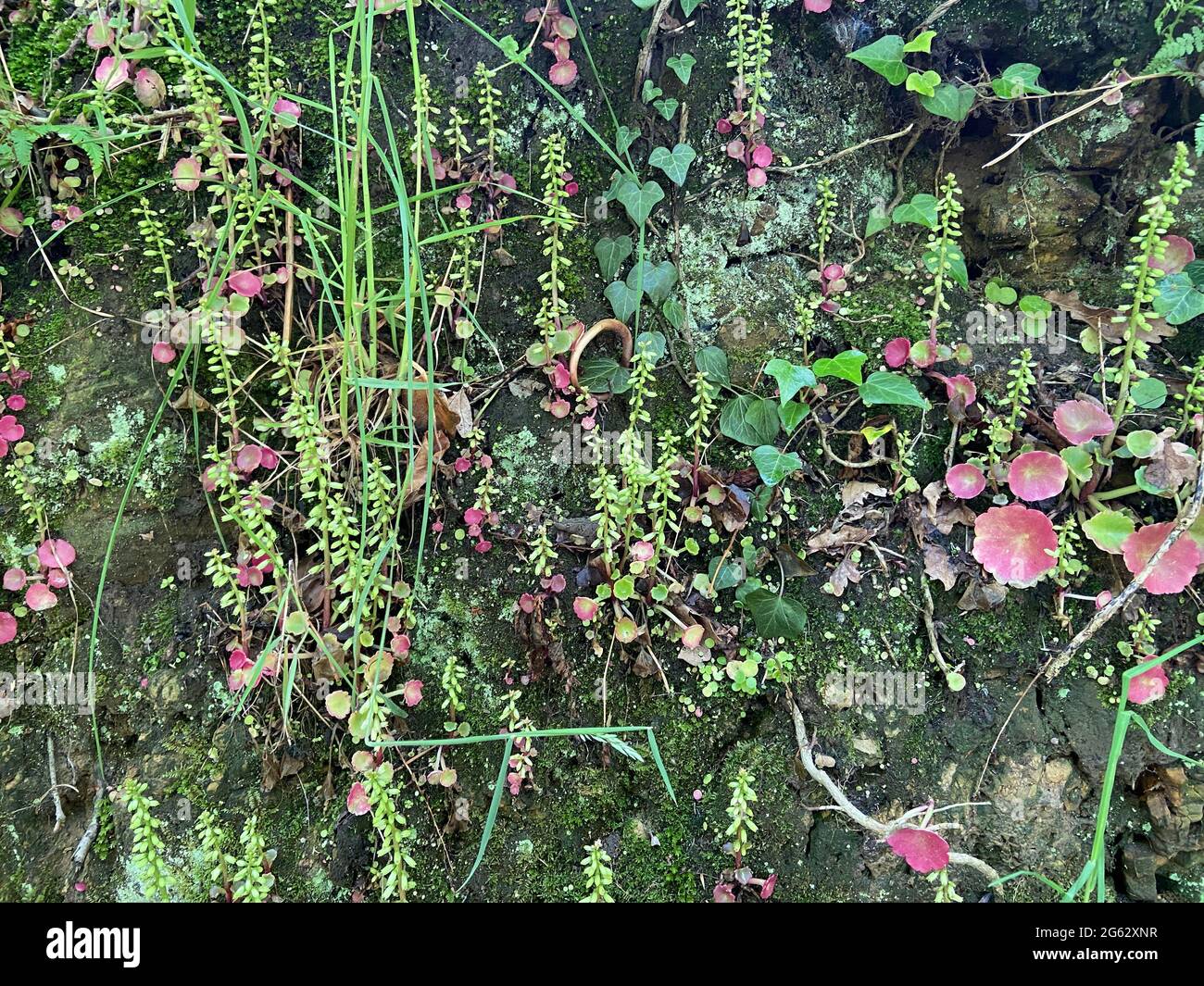 Umbilicus rupestris, le navelwort, penny-pies ou pennywort mur, penny wort est une plante florale, vivace, comestible dans la famille de la stonecrop Banque D'Images