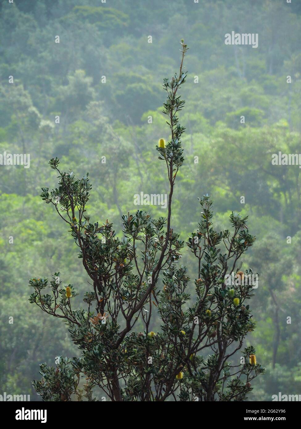 Un arbre de Banksia côtier plante en fleur contre un paysage de brousse vert brumeux brumeux australien, Australie Banque D'Images