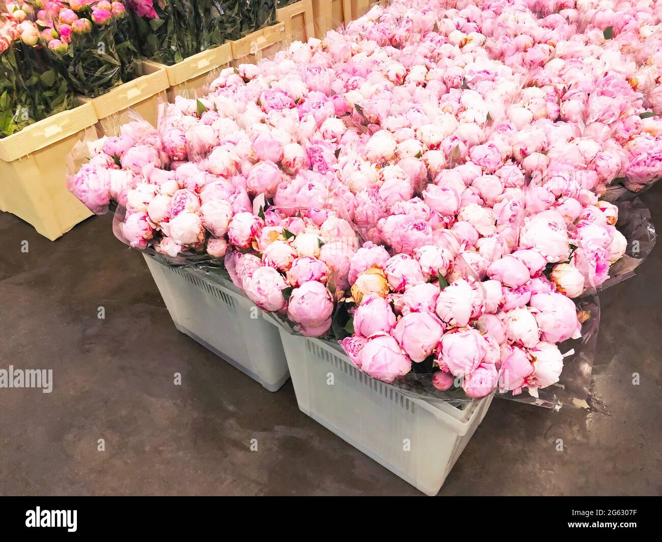 Entrepôt de réfrigérateurs, entrepôt de vente en gros de fleurs pour les  magasins de fleurs. Pivoines roses dans un récipient en plastique. Boutique  en ligne. Fleuriste et vente au détail Photo Stock -