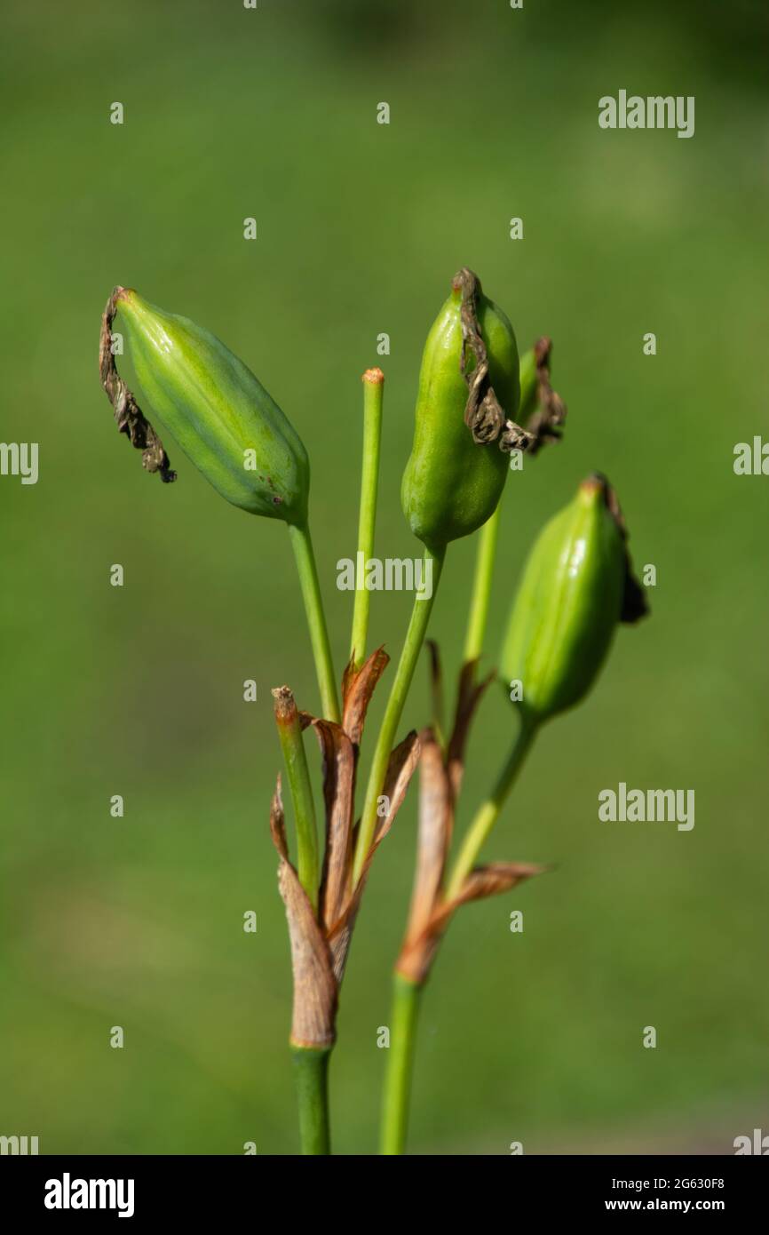 iris sibirica après la floraison avec les capsules de graines courtes  typiques de stubby Photo Stock - Alamy