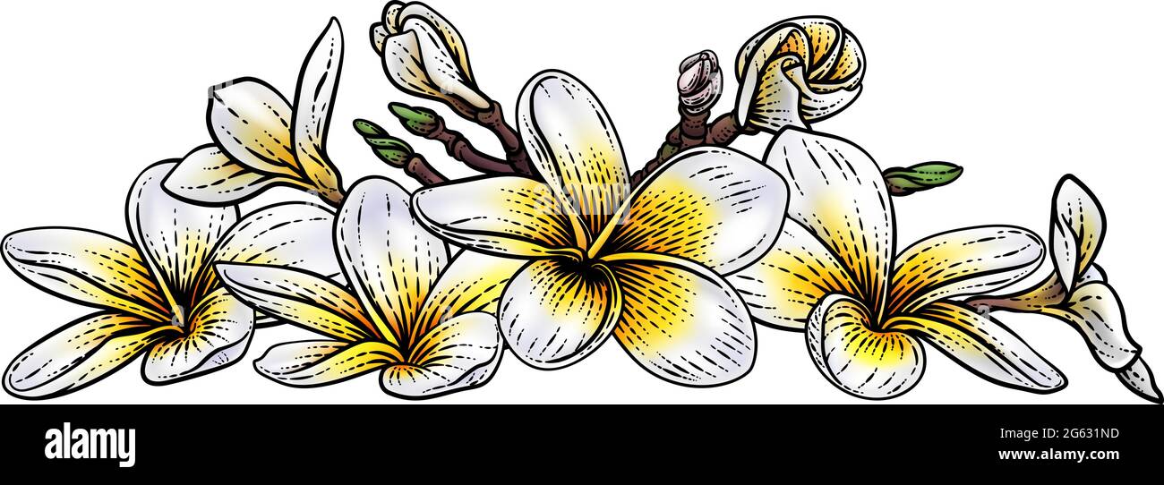 Forêt tropicale Plumeria Frangipani Bali Flower Woodcut Illustration de Vecteur