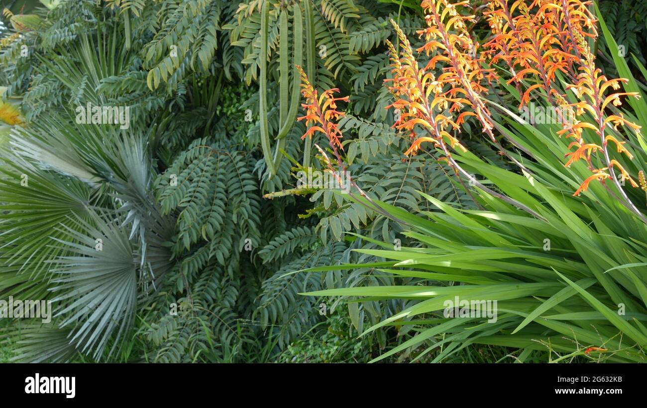 Fleur d'oranger de drapeau africain, Chasmanthe Floribunda fond botanique naturel. Fleurs exotiques dans le jardin, jardinage en Californie, Etats-Unis. Fl. Vif Banque D'Images