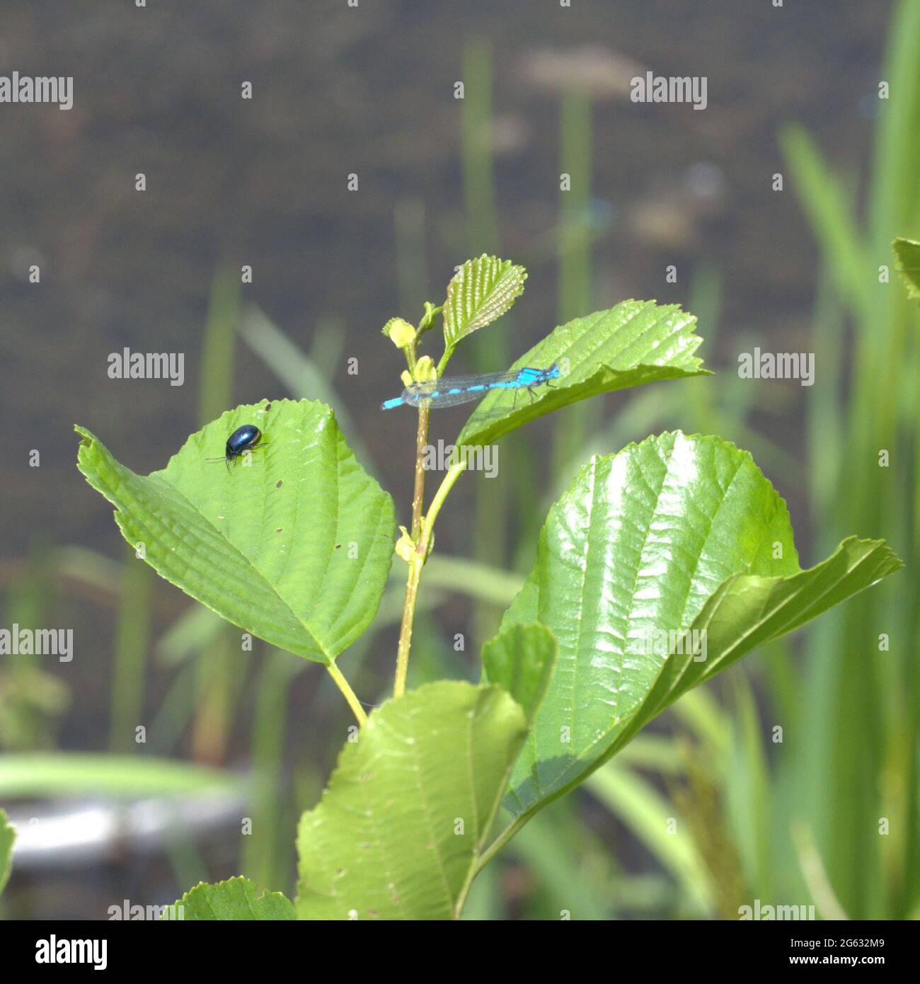 Des damselflies sur le côté du lac au parc aquatique de sale Banque D'Images