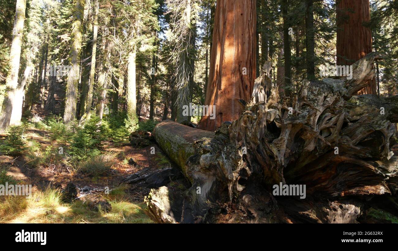 Racines de séquoia déchu, tronc géant d'arbre de séquoia dans la forêt. Le pin conifères déraciné se trouve dans le parc national de la Californie du Nord, aux États-Unis. Environ Banque D'Images