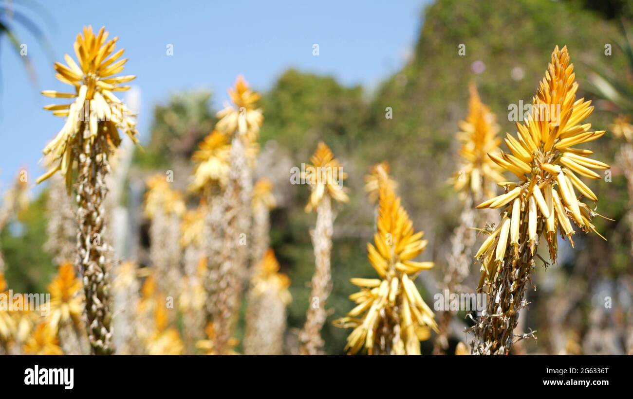 Aloès plante succulente fleur jaune, Californie Etats-Unis. Flore du désert, climat aride nature botanique gros plan. Fleur orange vif d'Aloe Vera. Banque D'Images