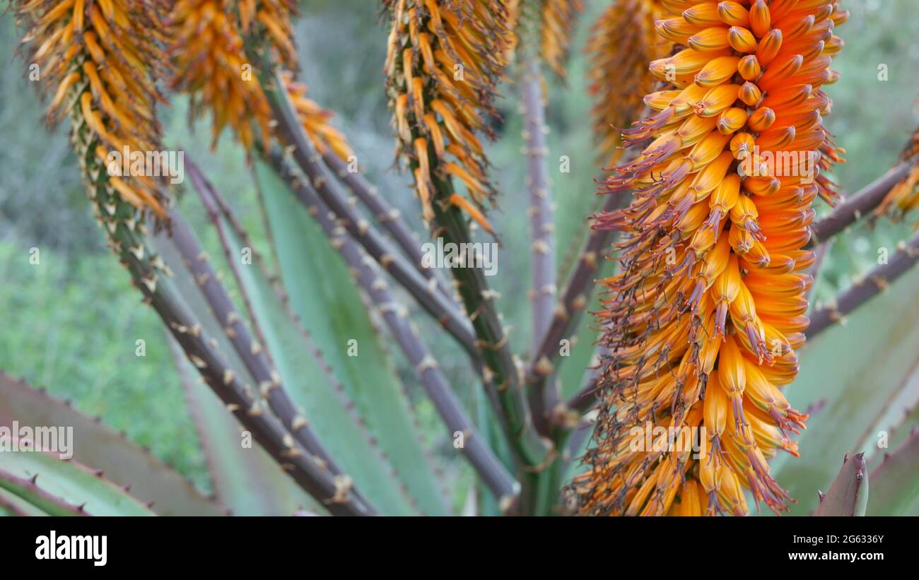 Aloès plante succulente fleur jaune, Californie Etats-Unis. Flore du désert, climat aride nature botanique gros plan. Fleur orange vif d'Aloe Vera. Banque D'Images