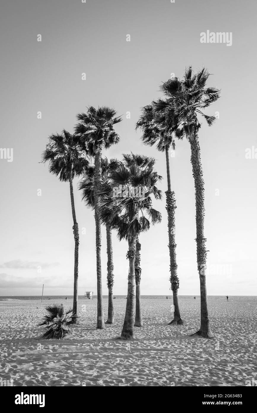Palmiers sur la plage de Santa Monica, Los Angeles, Californie Banque D'Images