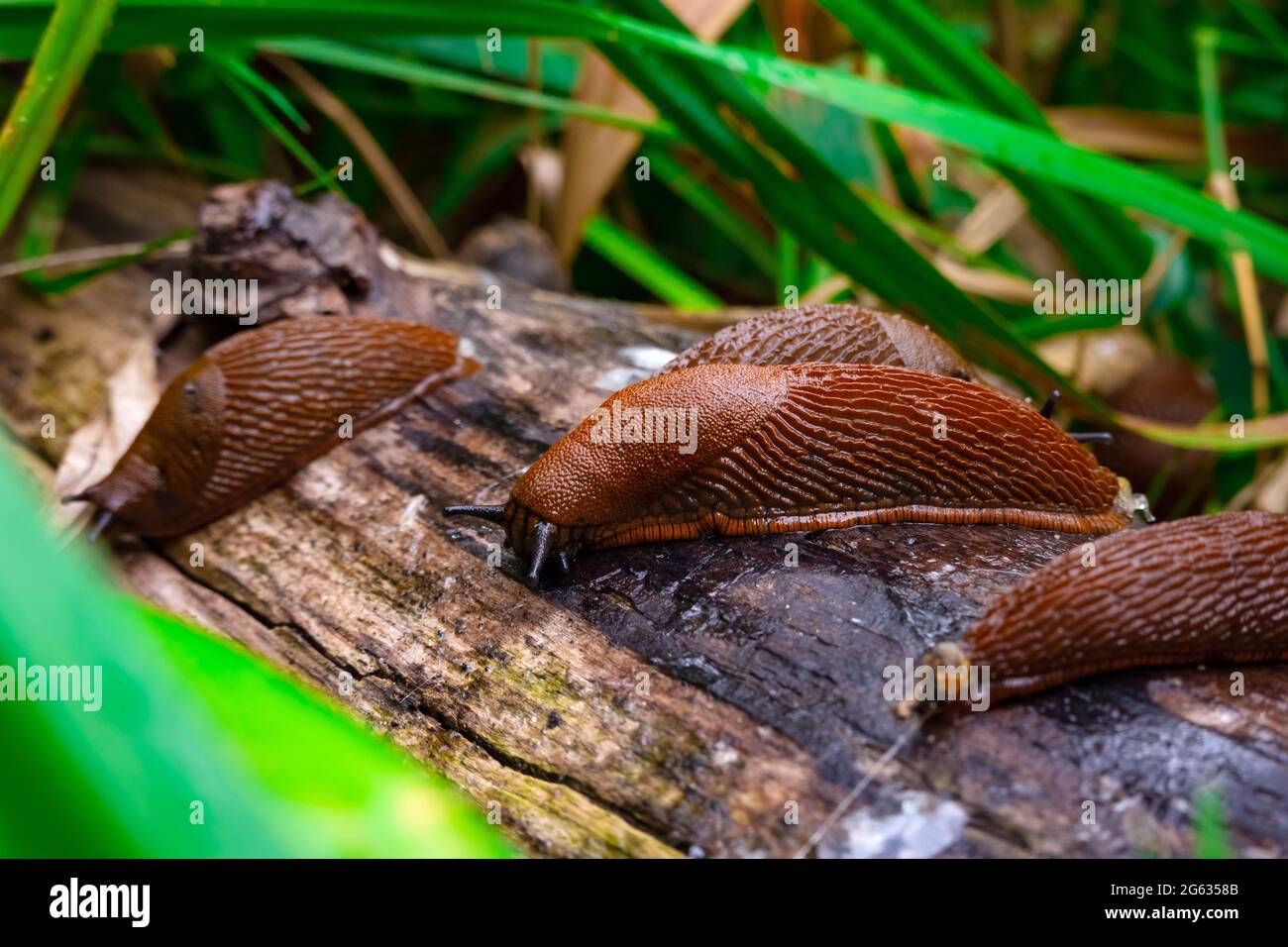 Vue rapprochée de la slug espagnole brune commune sur bois à l'extérieur. De grandes limaces d'escargot brunes rampant dans le jardin Banque D'Images