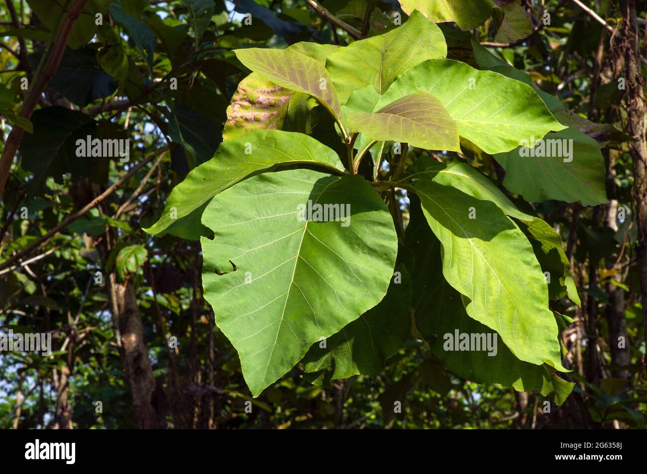 Jeunes et vieux teck (Tectona grandis) feuilles vertes. Banque D'Images