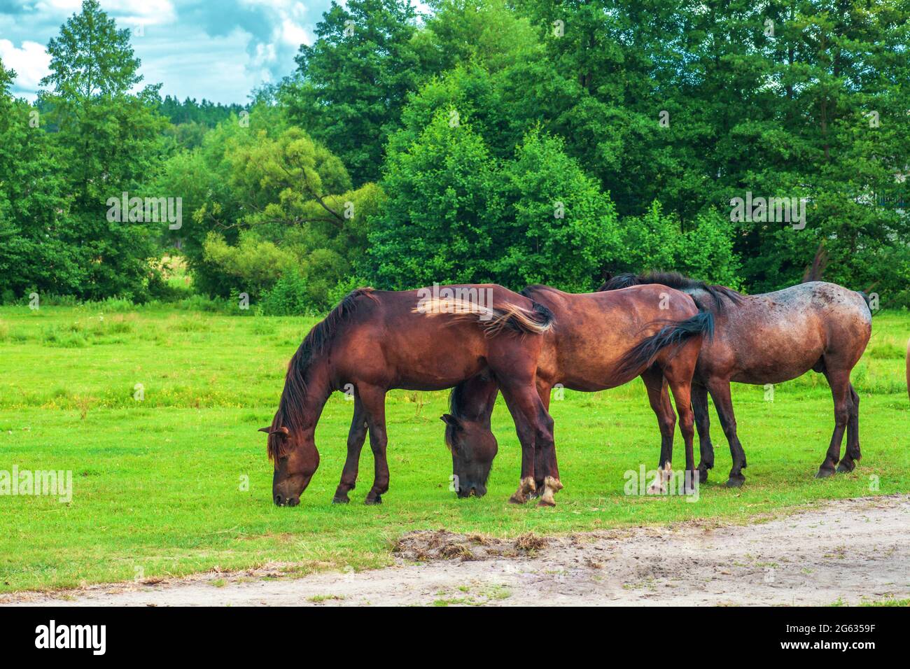 Un troupeau de chevaux bruns sauvages bruns se broutent sur les champs verts d'été par le ciel bleu. Paysage d'été avec groupe équin près de la forêt Banque D'Images