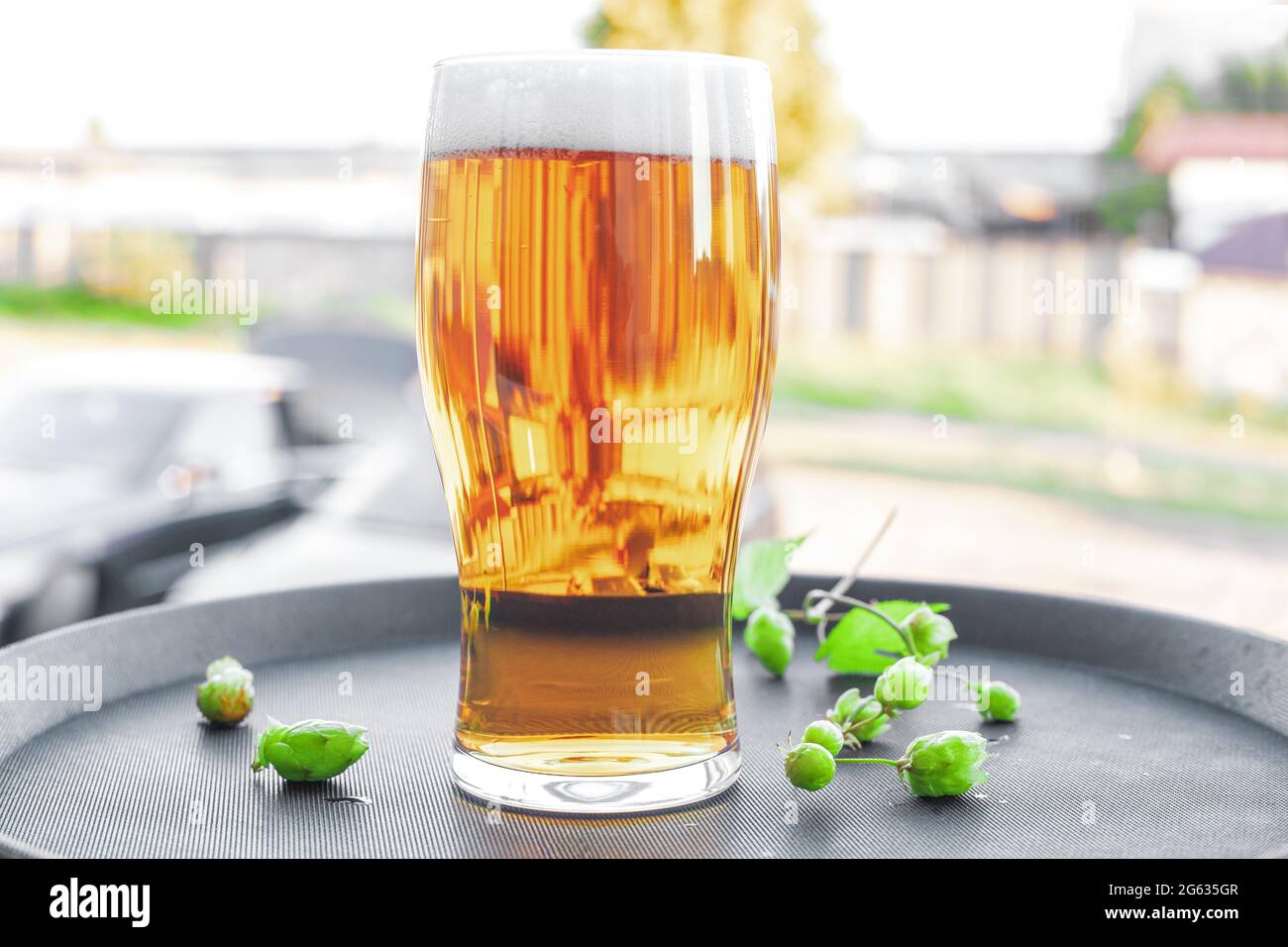 Plein verre de bière dorée et de houblon vert sur plateau sur fond clair d'été Banque D'Images