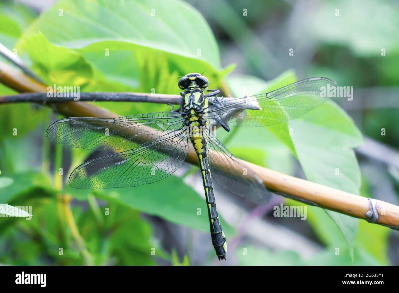 Gomphus vulgatissimus, grande libellule jaune et noire. Insecte femelle de clubtail commun gros plan Banque D'Images