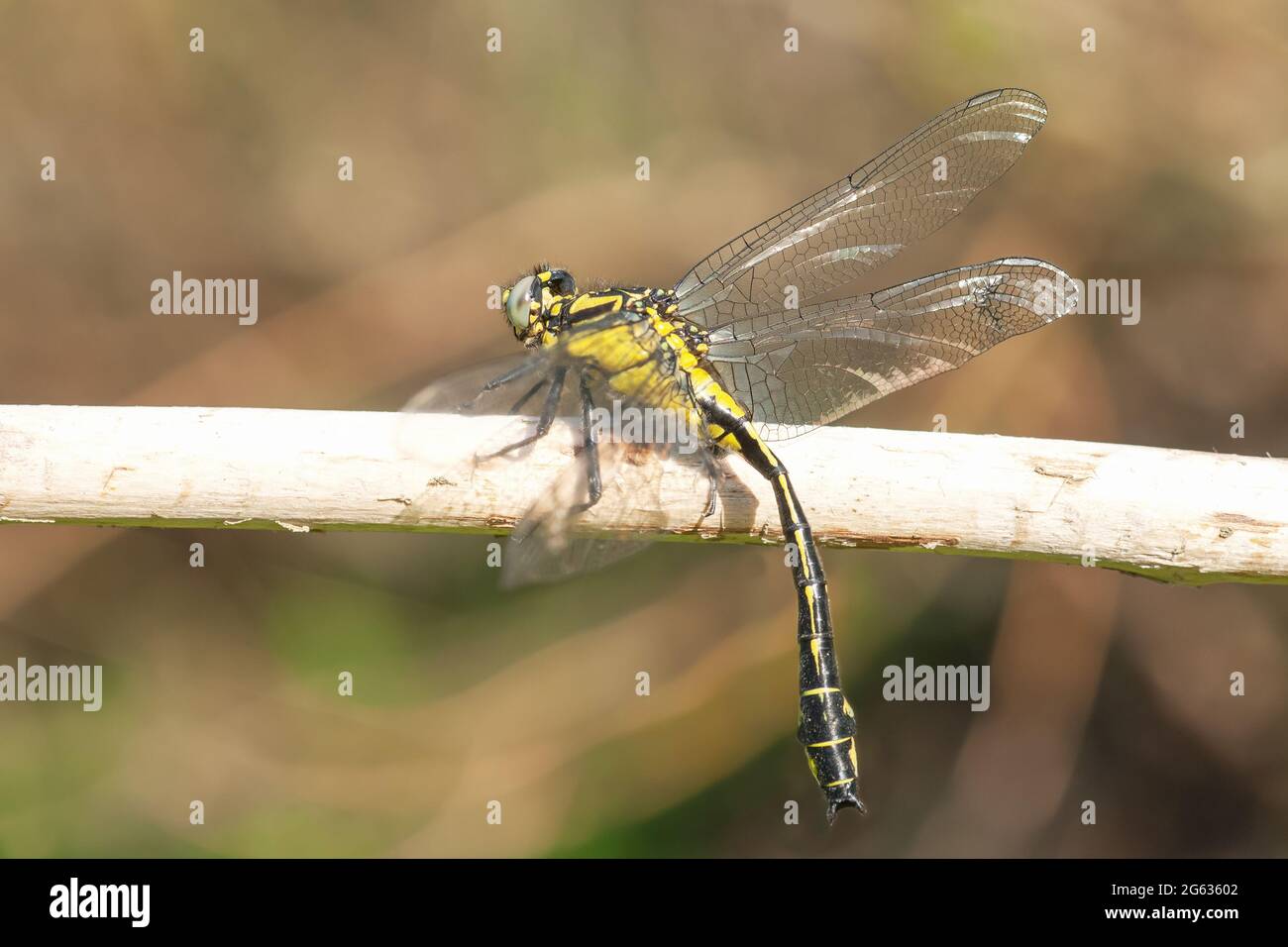 Gomphus vulgatissimus, grande libellule jaune et noire. Insecte femelle de clubtail commun gros plan Banque D'Images