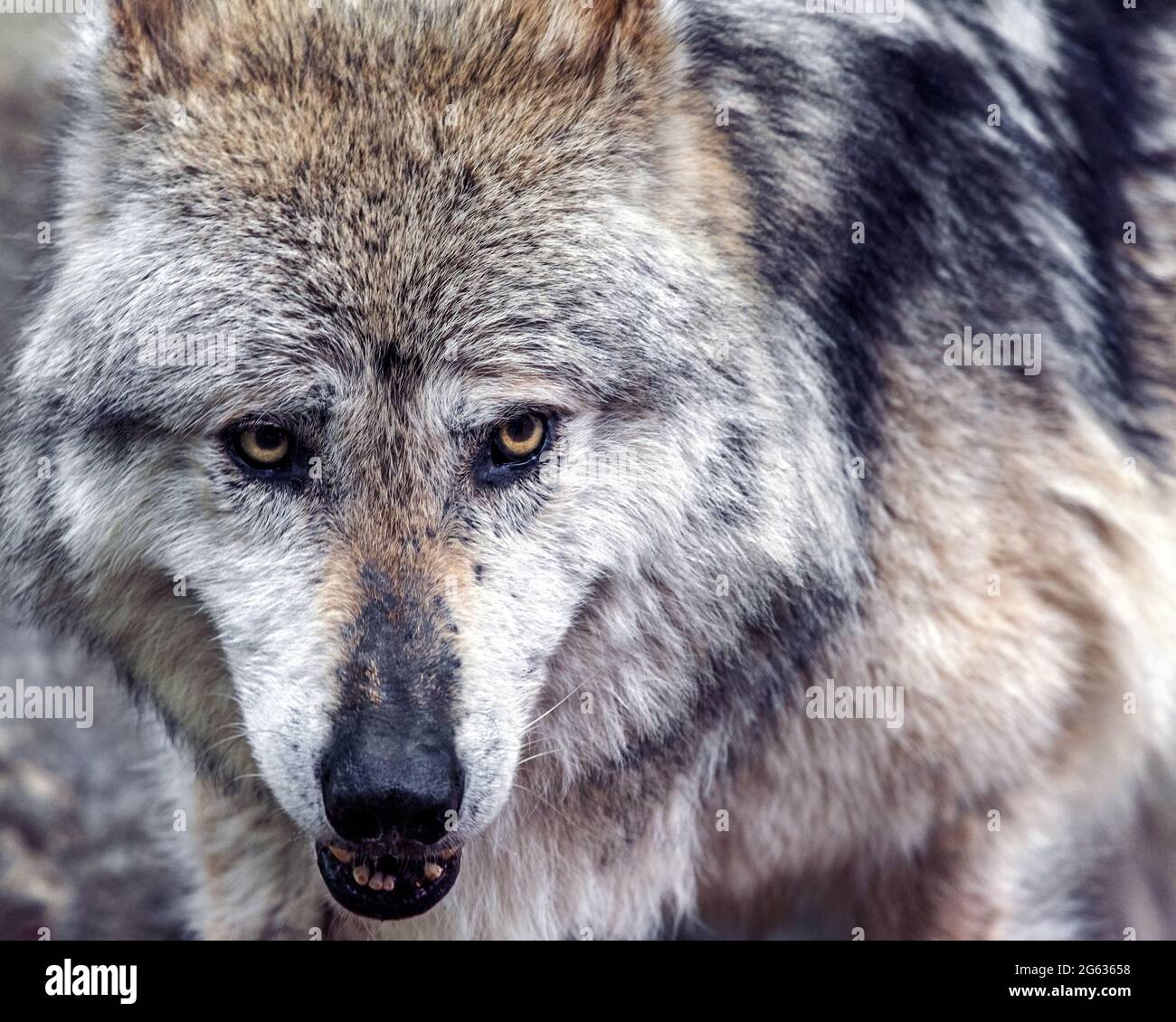 Loup gris mexicain (Canis lupus baileyi ) Banque D'Images