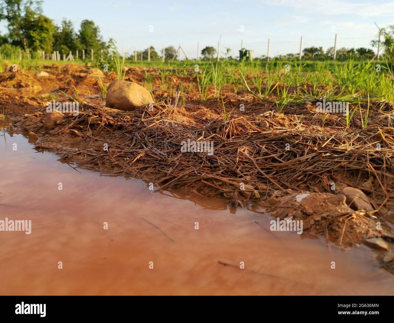 Rétention d'eau à la surface du sol dans les parcelles agricoles après la pluie. Le sol est arrosé de paille sèche, en attendant d'être labouré pour se préparer Banque D'Images