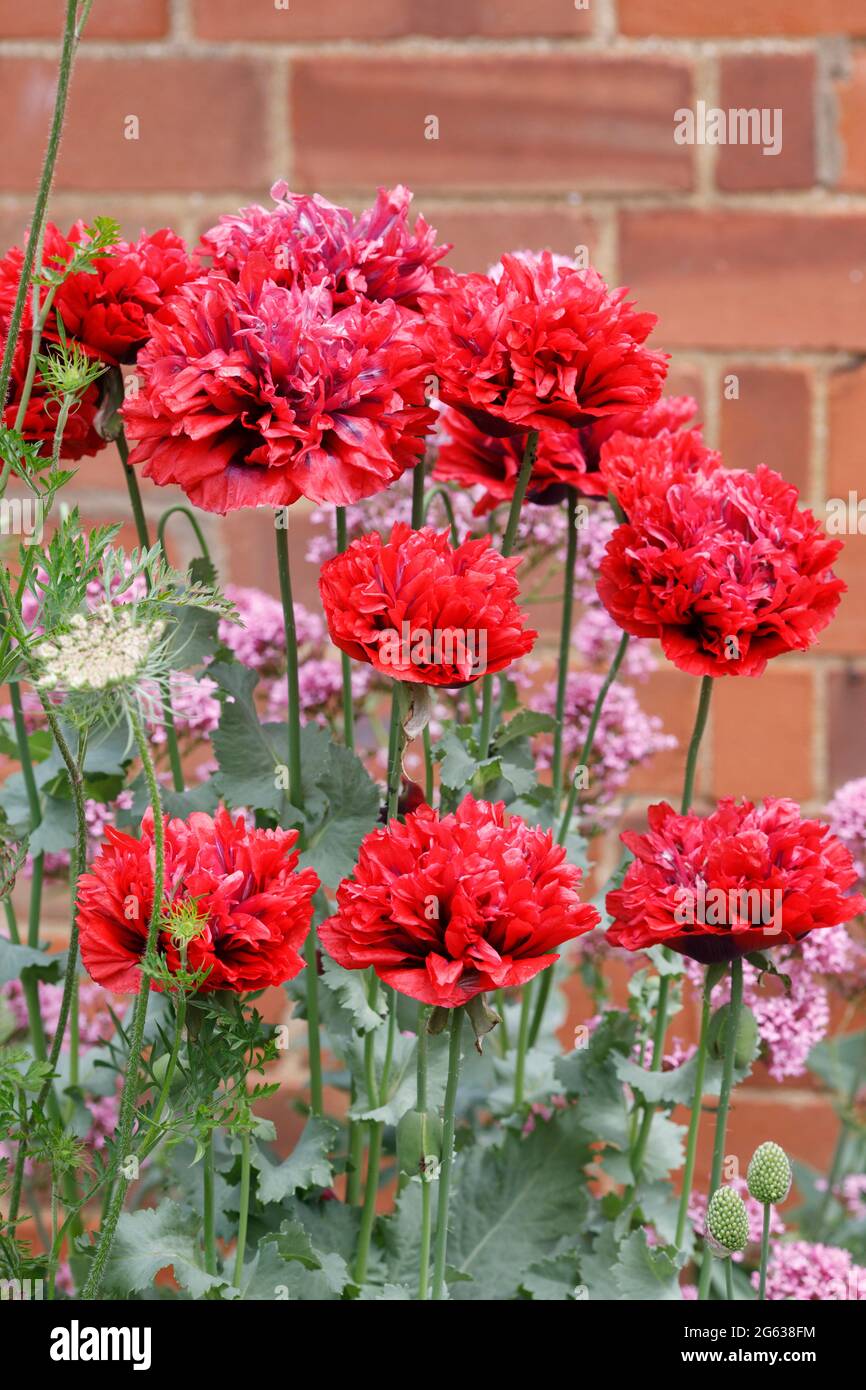 Fleurs de Papaver somniferum. Coquelicots rouges dans un jardin anglais. Banque D'Images