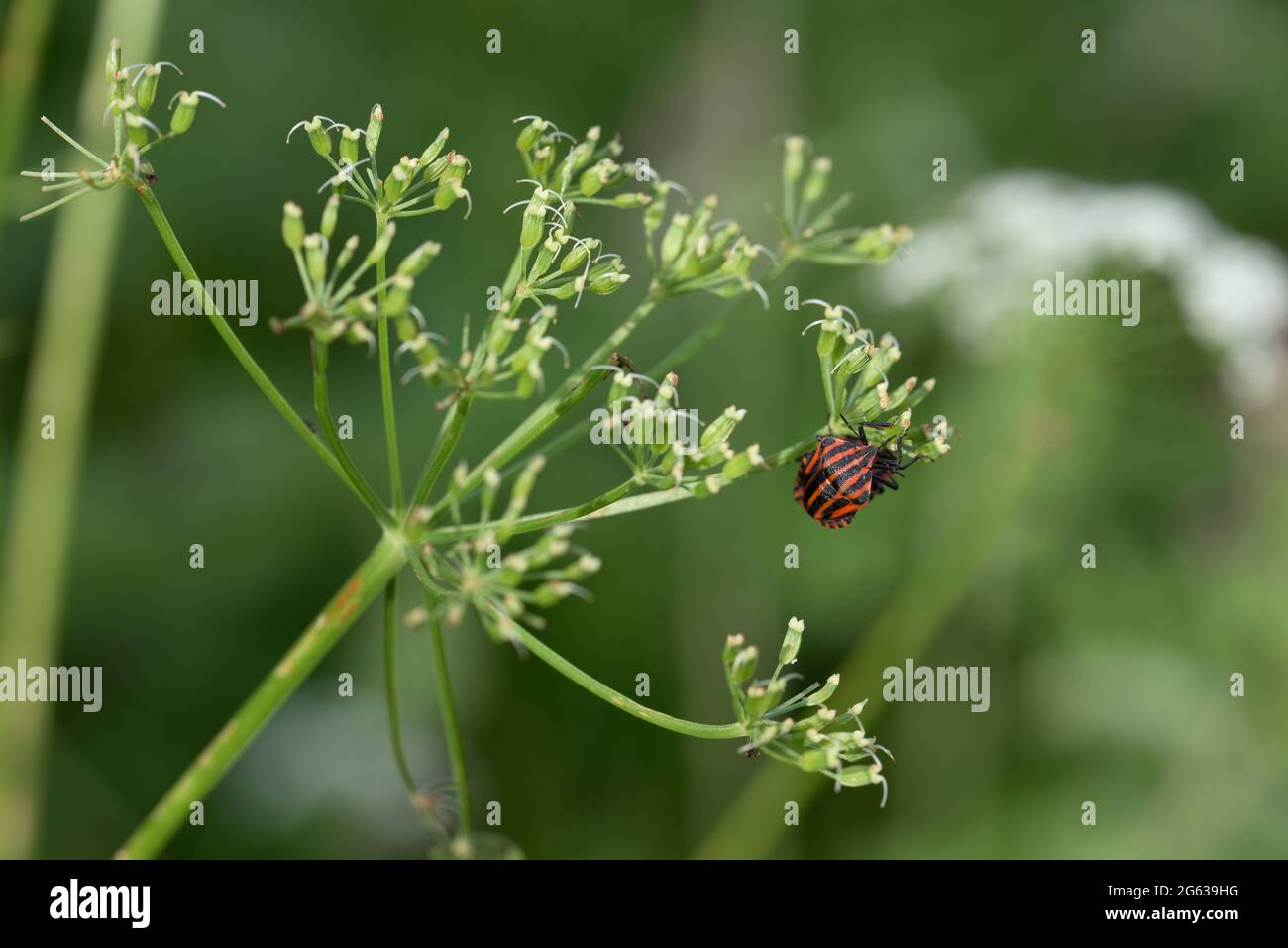 Deux punaises à rayures italiennes sur boutons de fleurs, Bavière, Allemagne Banque D'Images