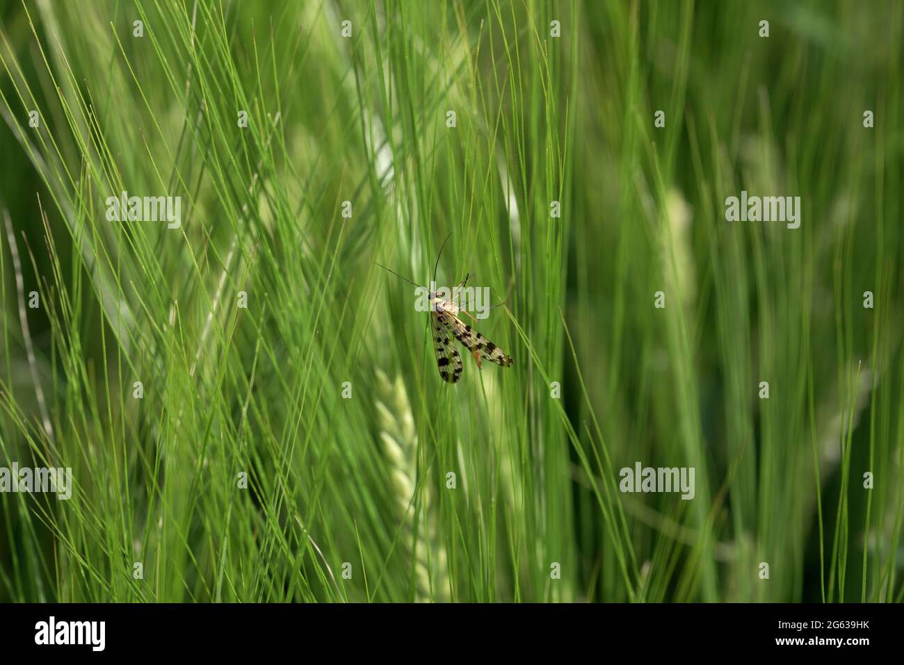 Scorpion Fly sur tiges de blé vert, Bavière, Allemagne Banque D'Images