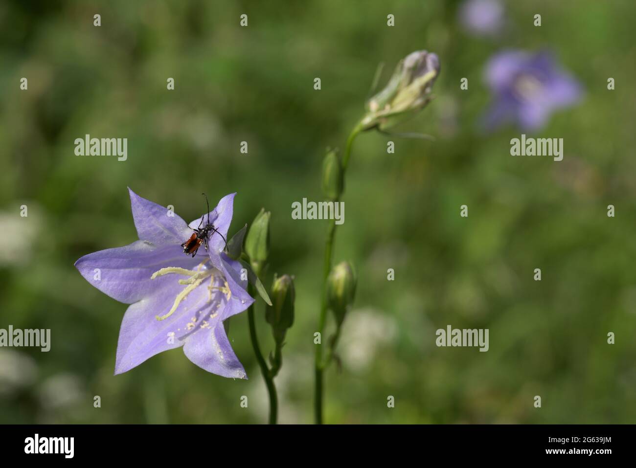 Coléoptère sur la fleur de merlan avec pollen, Bavière, Allemagne Banque D'Images