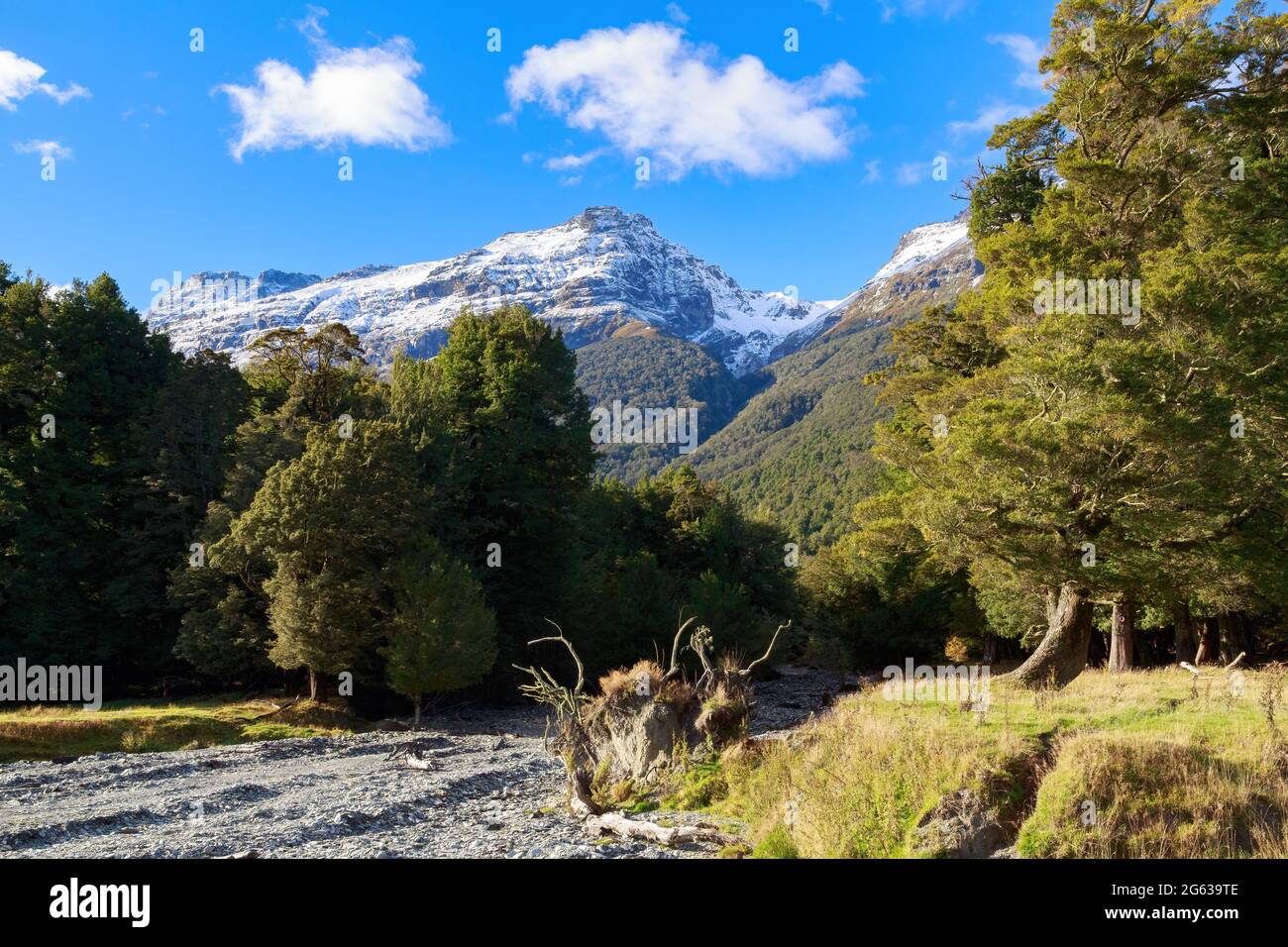 Forêt de hêtres indigènes et lit de rivière rocheux au pied des Alpes du Sud, Nouvelle-Zélande Banque D'Images