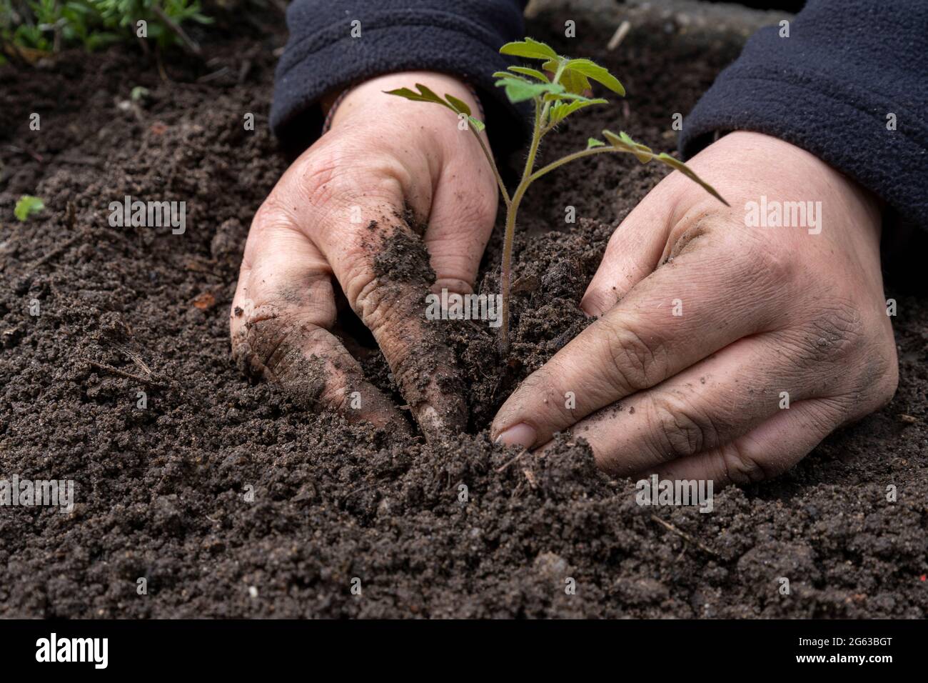 Plantules de tomate en cours de plantation dans le potager Banque D'Images