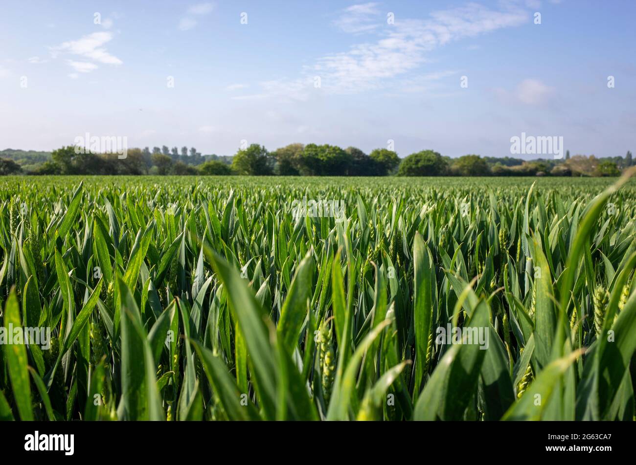 Champs de blé jeune non mûri près de Canterbury dans le Kent, en Angleterre Banque D'Images