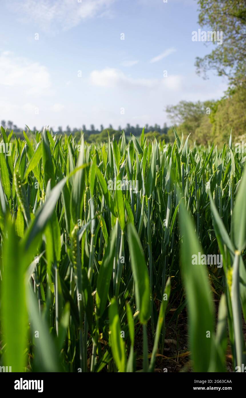 Champs de blé jeune non mûri près de Canterbury dans le Kent, en Angleterre Banque D'Images