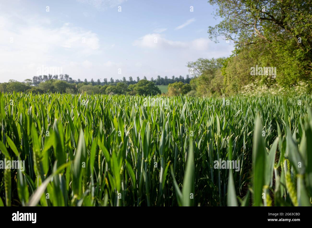 Champs de blé jeune non mûri près de Canterbury dans le Kent, en Angleterre Banque D'Images