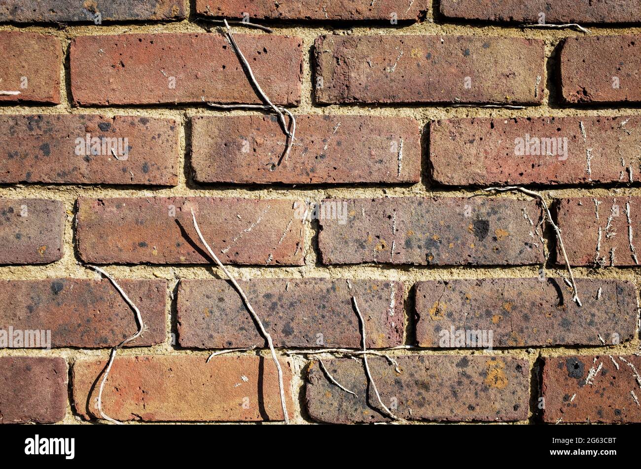 Mur de briques avec intempéries et végétation morte Banque D'Images