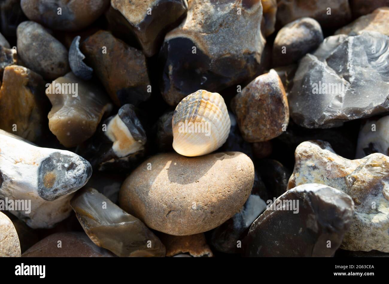 Pebbles et coquillages sur Seasalter Beach Kent Angleterre Royaume-Uni Banque D'Images