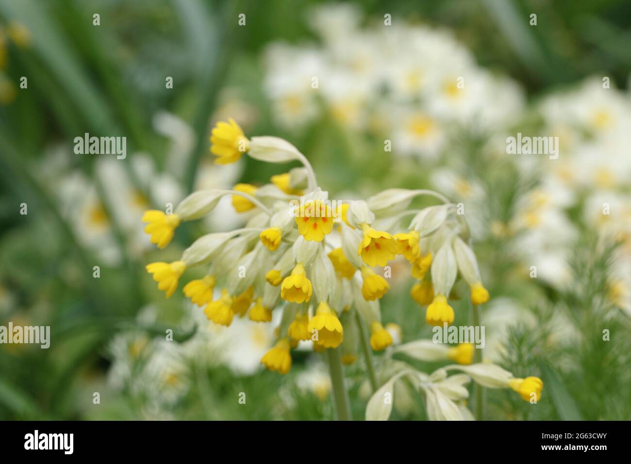Primula veris. Les cowslips poussent dans un jardin anglais. Banque D'Images