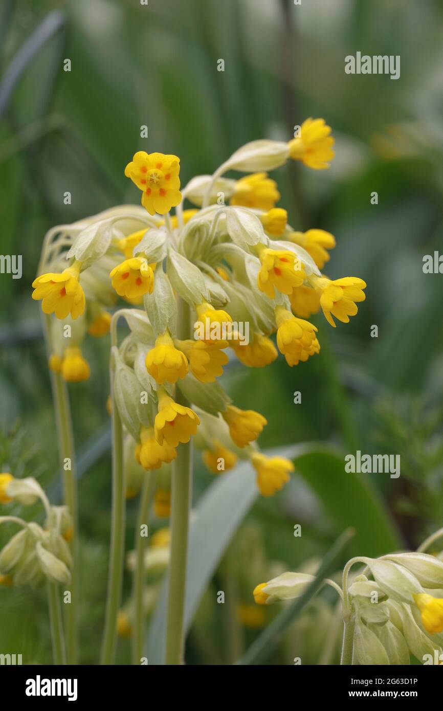 Primula veris. Les cowslips poussent dans un jardin anglais. Banque D'Images