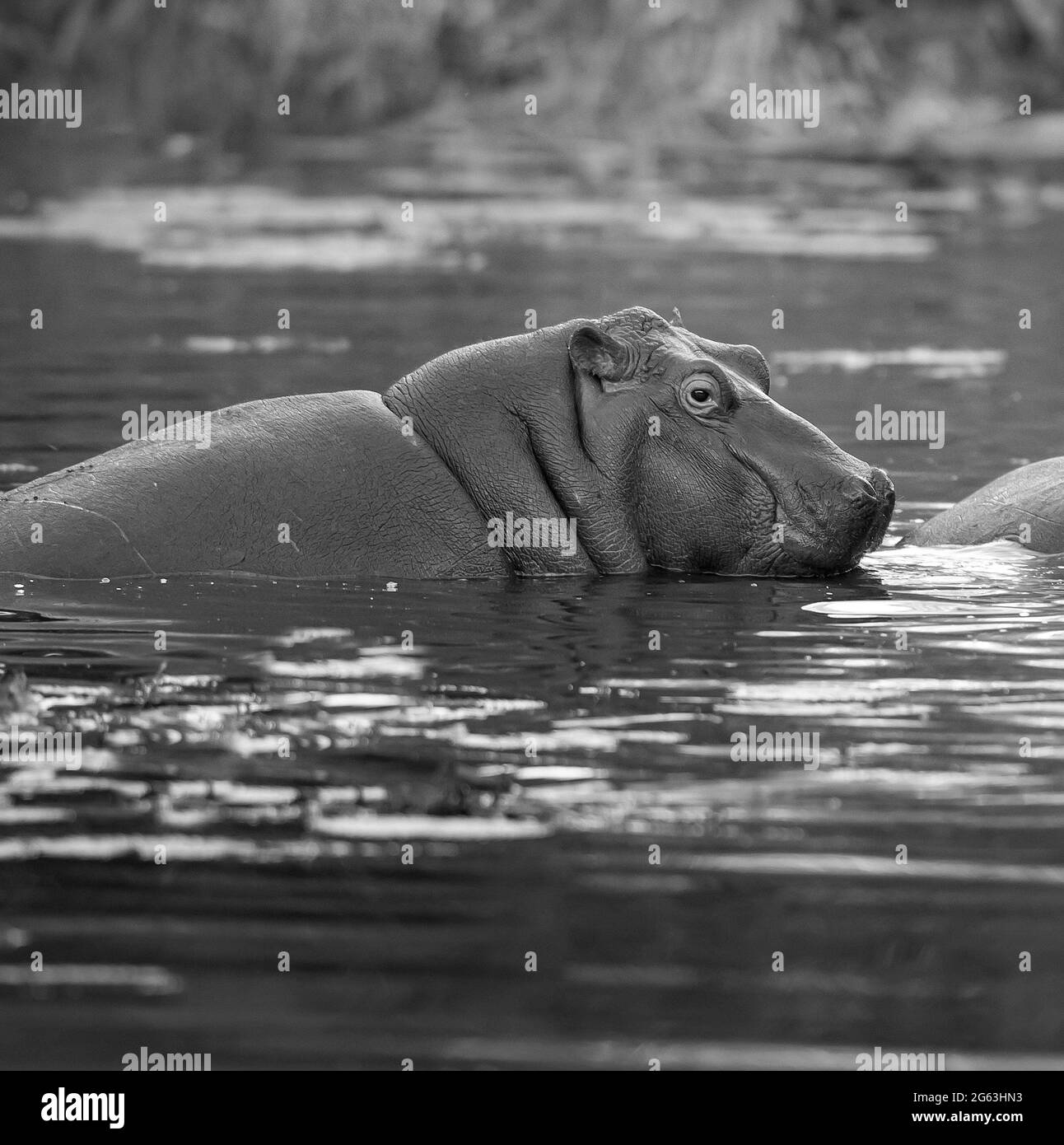 Hippopotame en milieu humide, savane africaine, Parc national Kruger, Afrique du Sud. Banque D'Images