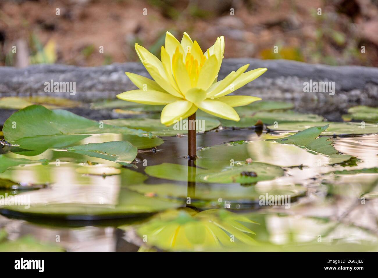 Yello manel fleur dans l'étang d'eau Banque D'Images